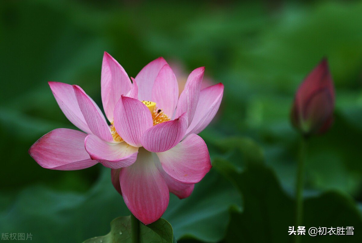 荷花的诗词花的古诗（关于描写荷花的诗句）