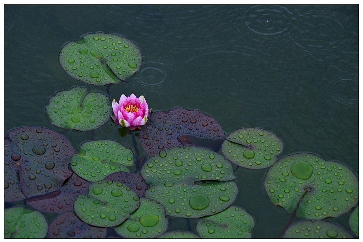 鳜鱼肥是哪首古诗（桃花流水鳜鱼肥诗词赏析）