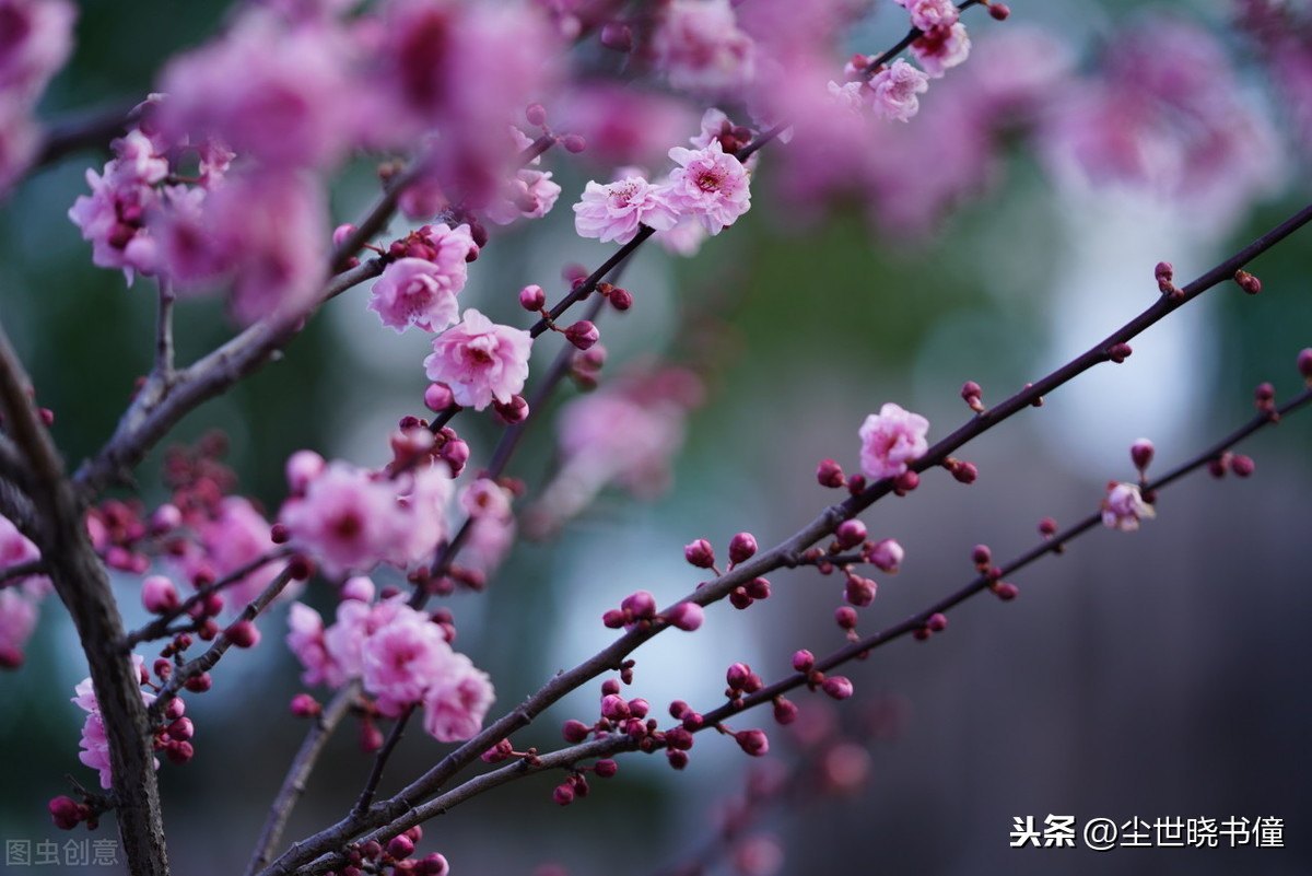 飞花两岸照船红的飞（飞花两岸照船红参照物 ）