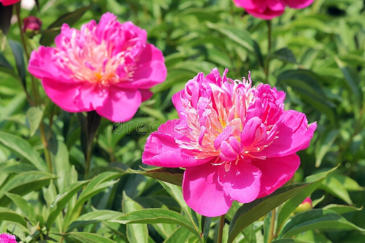 关于菊花的诗句有哪些（赞美菊花的古诗词）