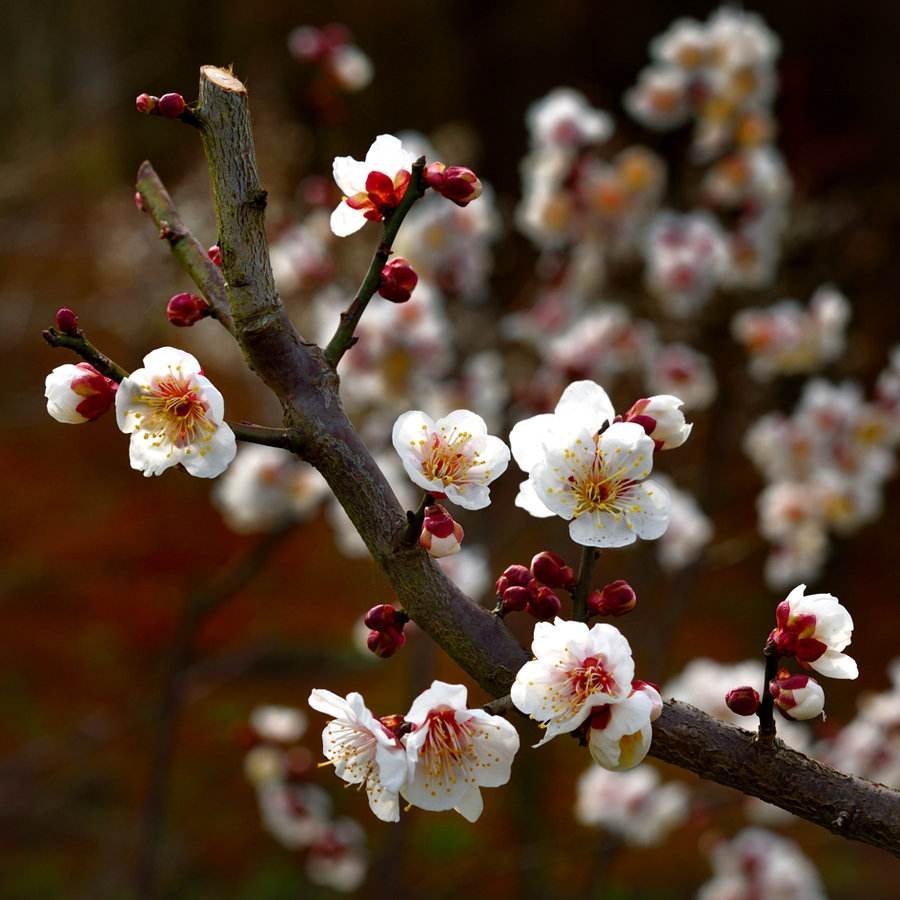 梅花诗句最出名诗句（最经典的梅花诗分享）